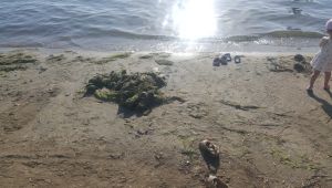Balıkesir'in Erdek ilçesinde denizanası ve yosunlar sahile vurdu.