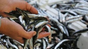 Hamsinin fiyatı yarı yarıya düştü