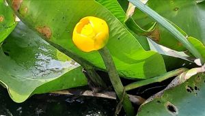 Bu çiçeği koparmanın cezası 109 bin lira!