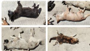 Havrita sitesi sonrası hayvan katliamları arttı