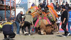 Develer güreşti, sahipleri kavga etti