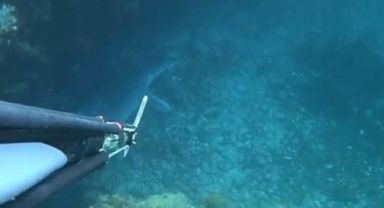 Bozcaada'da dalış yaparken görüntüledi: Davranışları aynen bir köpek gibiydi