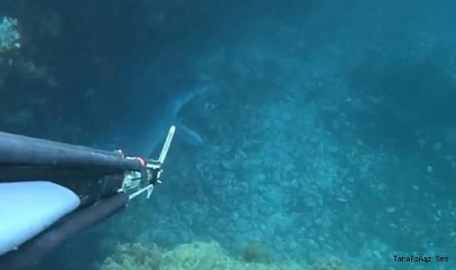 Bozcaada'da dalış yaparken görüntüledi: Davranışları aynen bir köpek gibiydi