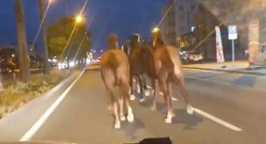 Yarış atları çiftlikten kaçtı! Sahibi bir dönem Türkiye'nin en zengin iş adamı çıktı
