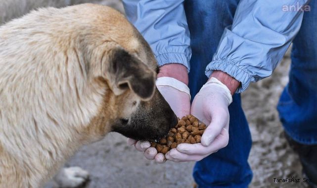 İstanbul'da da sokak köpeklerini beslemek yasaklandı