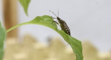 Kahverengi kokarca alarmı! Karadeniz'den sonra Ege'de de görüldü