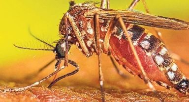 Ege'de tropikal sivrisinek alarmı