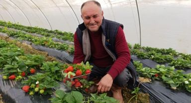 KÖPRÜBAŞI’NDA KIŞ MEVSİMİNDE ÜRETİLEN ÇİLEĞE YOĞUN TALEP VAR