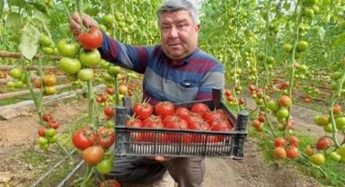 SİMAV EYNAL DOMATESİ PAZARLARIN GÖZDESİ OLDU