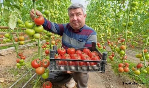 SİMAV EYNAL DOMATESİ PAZARLARIN GÖZDESİ OLDU