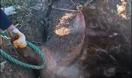 Düştüğü çukurda mahsur kalan yaban domuzunu vatandaşlar kurtardı