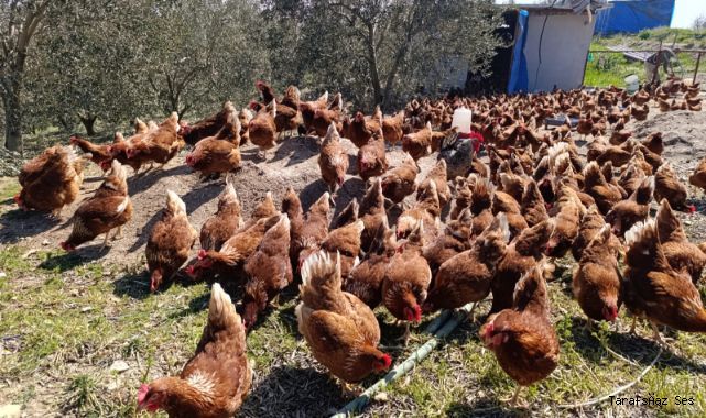 Ev Kiraları Yüzünden Şehirden Göç Ederek Gezen Tavuk Çiftliği Kurdu