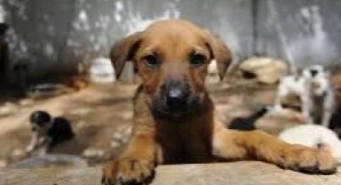 İzmir’de 2 bin 300 patili yuva bekliyor