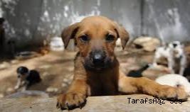 İzmir’de 2 bin 300 patili yuva bekliyor