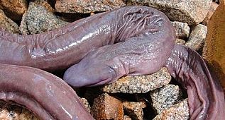  Dünyanın en ilginç, en değişik hayvan fotoğrafları Haberler Ege